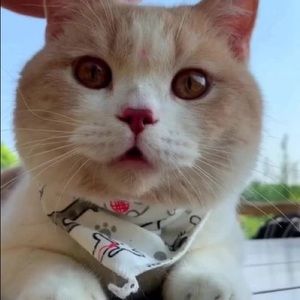 Meet your Posher, Vella